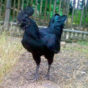 bán thịt gà tại cao bằng 2