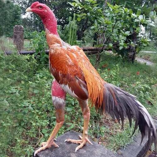 Mua gà chạy bộ ngon