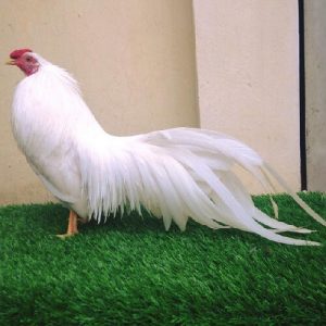 cách nuôi gà tre thịt 3