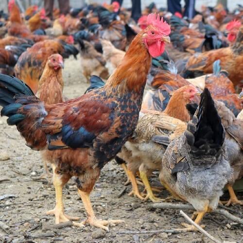 gà đồi yên thế bán ở đâu 1