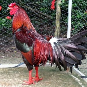 kinh nghiệm nuôi gà đá 1