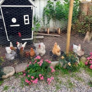 kinh nghiệm nuôi gà trên sân thượng 3