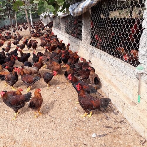 kỹ thuật nuôi gà ta 1