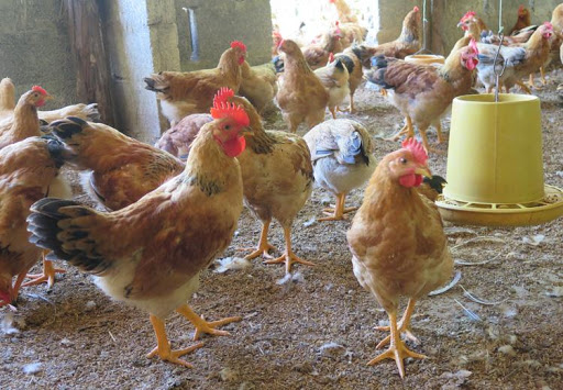 Cach Nhận Biết Giống Ga Ri Thuần Chủng Ga Chạy Bộ