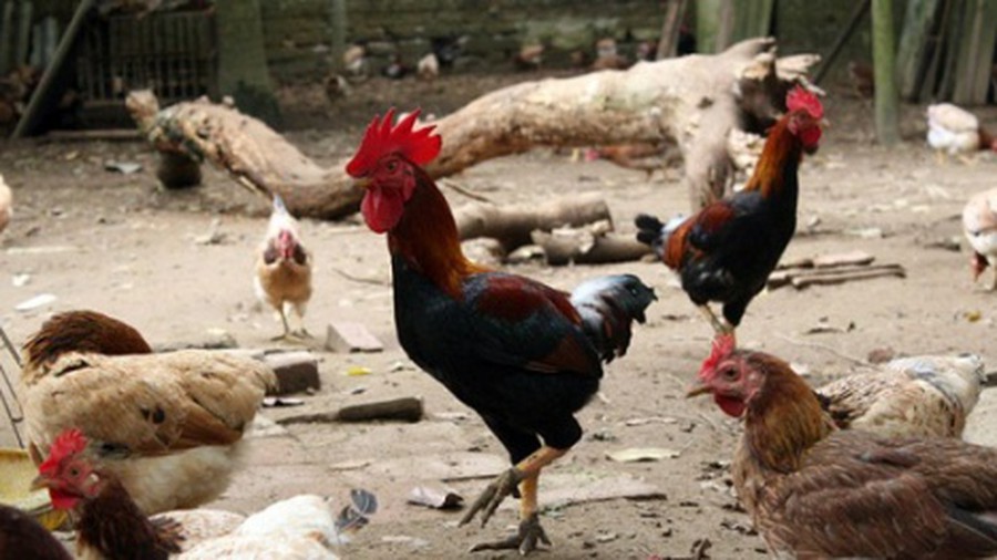 Ga Mia đặc điểm Gia Cả Nguồn Gốc Như Thế Nao