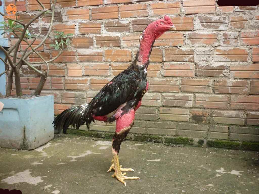 Gà chọi là giống gà săn chắc, dai và thơm hơn gà ta