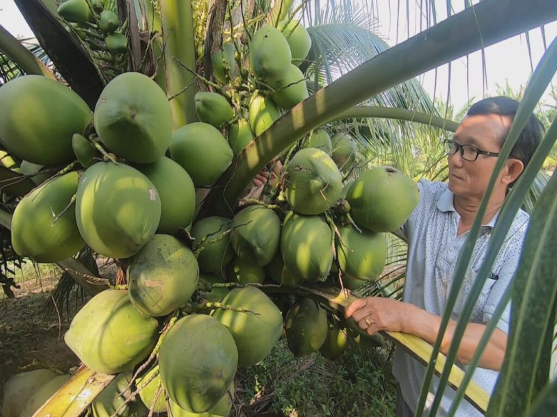 Kích thước tiêu chuẩn của quả dừa Xiêm