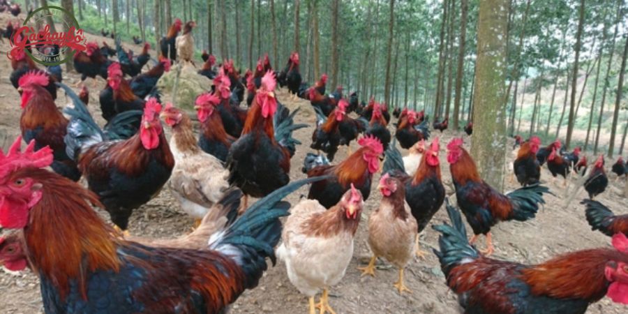 Gà Lạc Thủy có nguồn gốc từ Lạc Thủy, Hòa Bình