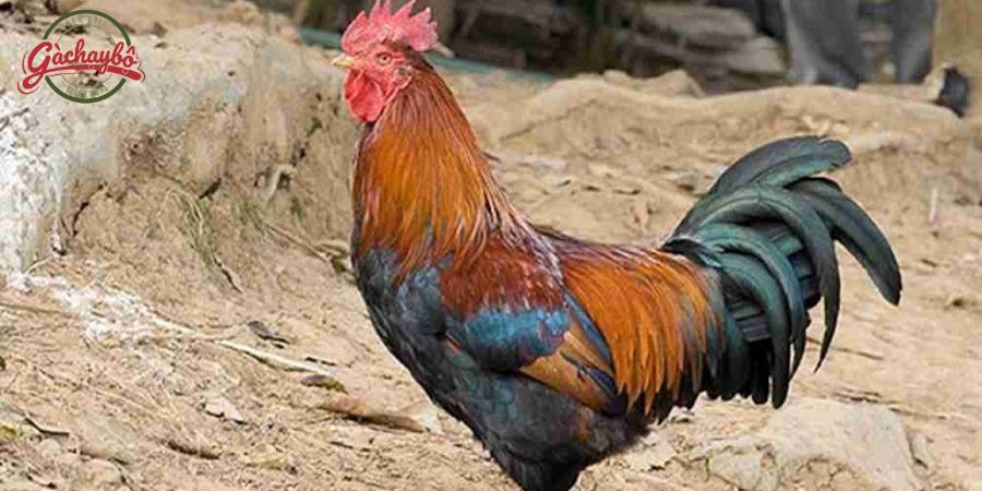 Gà Tè thịt vừa mềm vừa săn